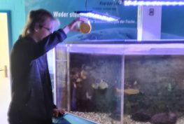 Junger Mann reinigt ein Aquarium