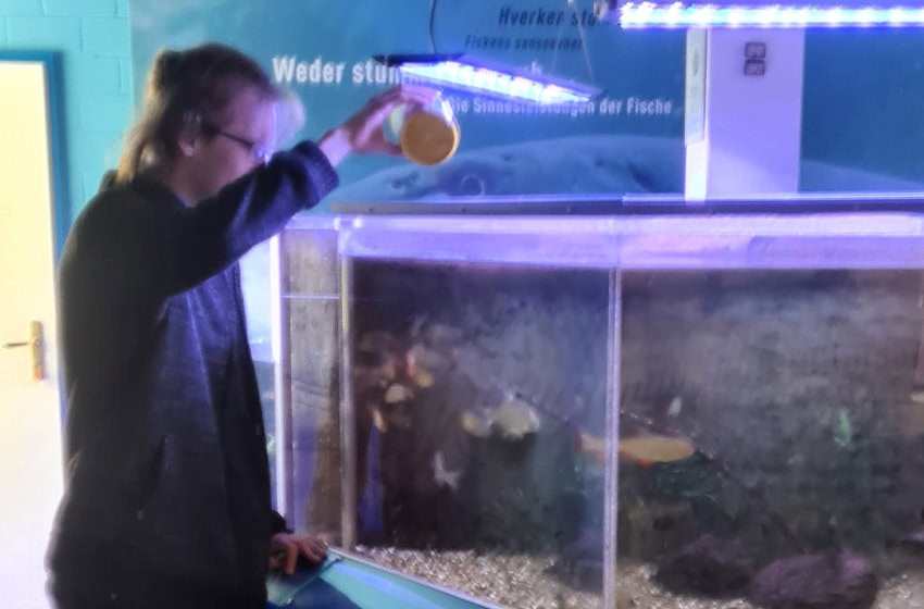 Junger Mann reinigt ein Aquarium