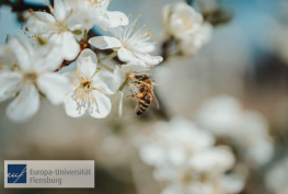 Biene im Bezug auf die Artenvielfalt BioBlitz Aktion der EUF
