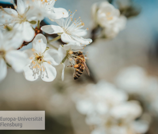 Biene im Bezug auf die Artenvielfalt BioBlitz Aktion der EUF