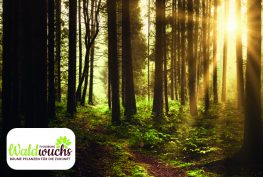 Projektfläche im Flensburger Forst von Waldwuchs im Hintergrund Wald an sonnigem Tag